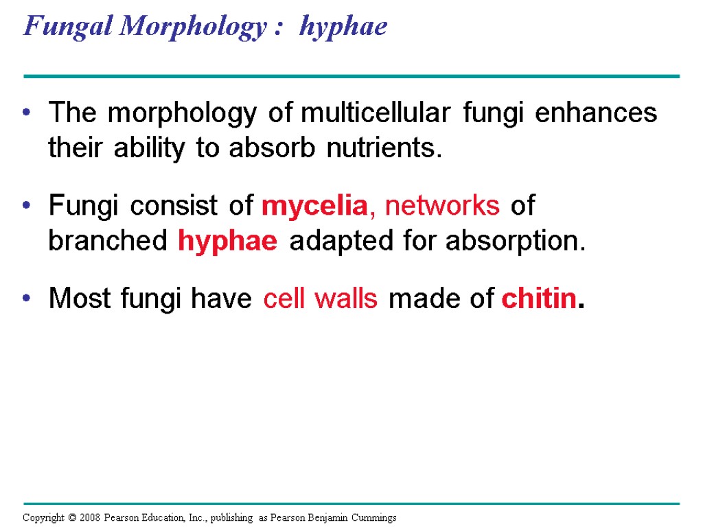 Fungal Morphology : hyphae The morphology of multicellular fungi enhances their ability to absorb